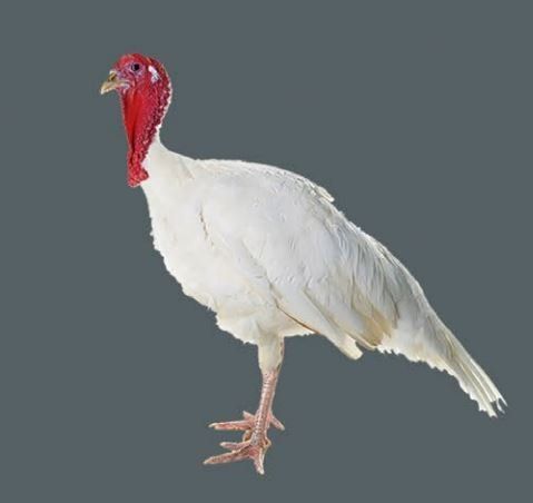 GALL DE INDI EVISCERAT (4 kg. aprox.)